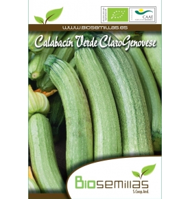 Semillas ecológicas de Calabacin Verde Claro Genovese, Biosemillas  de Biosemillas