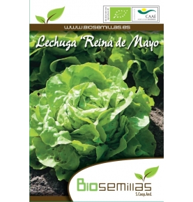 Semillas ecológicas de Lechuga Reina de Mayo, Biosemillas  de Biosemillas